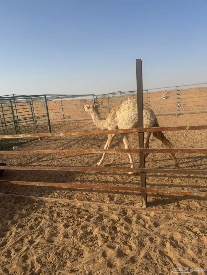 قحود وبكره 0