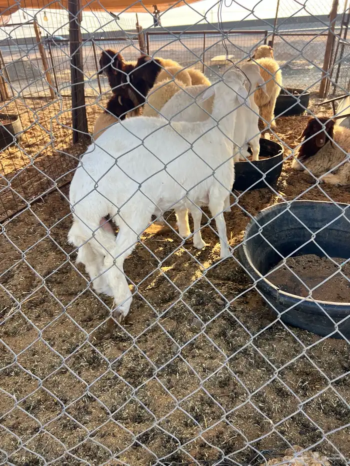 ذبايح ذبيحه ذبائح 5