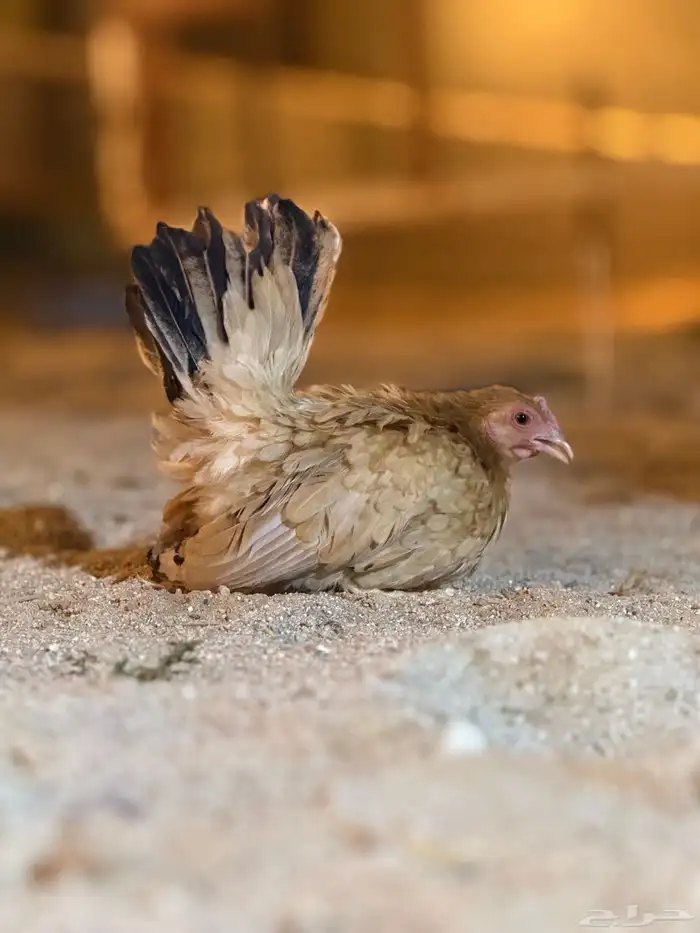 دجاج 9