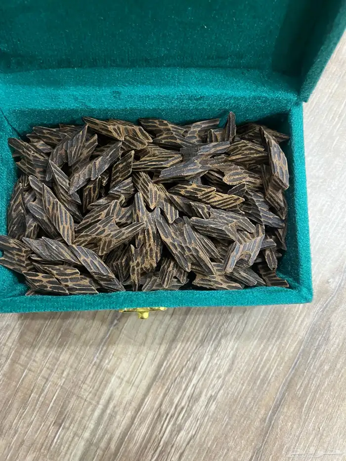 عود درجه اولى ثبات وفوحان 2