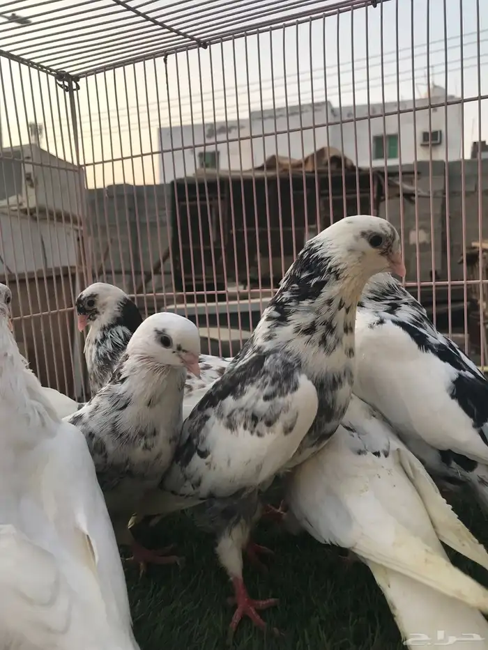 حمام قطايف للبيع المستعجل 5