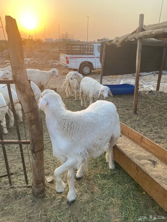 طليان حزيه ذبابح نظيفه وجبره للبيع جمله وتفريد 2