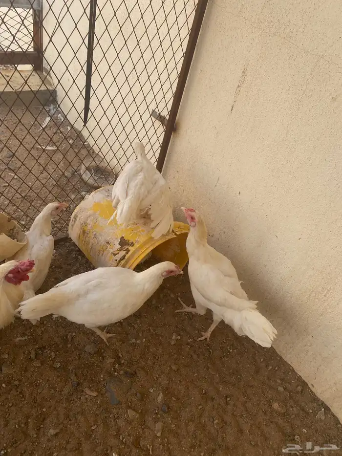 4 دجاج ابيض خالي من الامراض 0