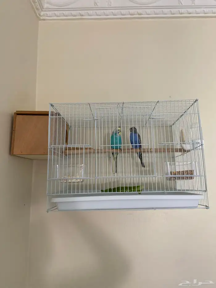 جوز بادجي استرالي جاهزين الذكر يطلب تزاوج 2