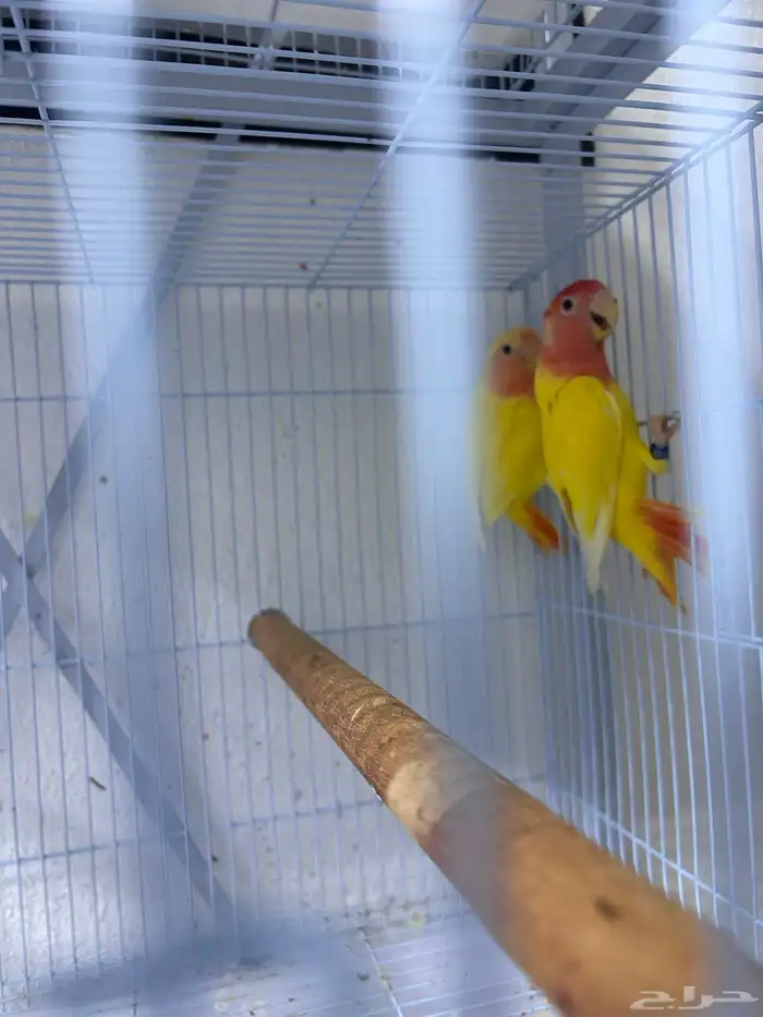 للبيع اناثي روز محلله بشهايدهم 2