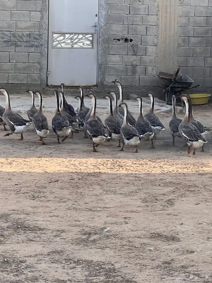 وز عراقي منتج 4