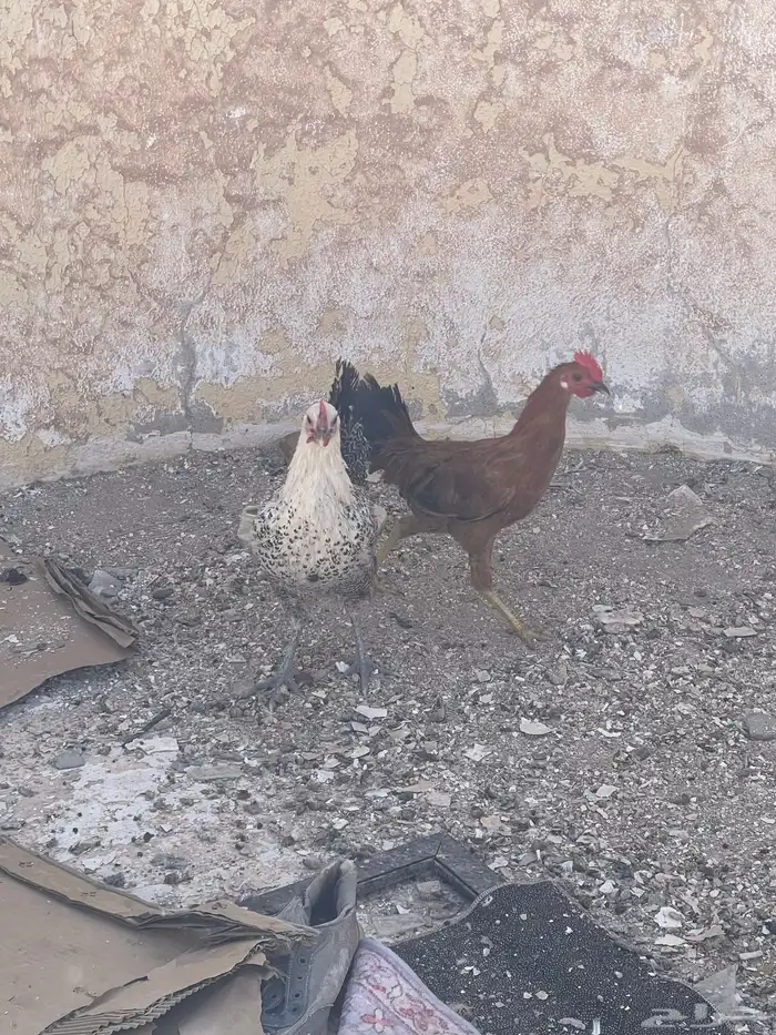 دجاج شرط بياض على 35 فيومي حياكم الله 3