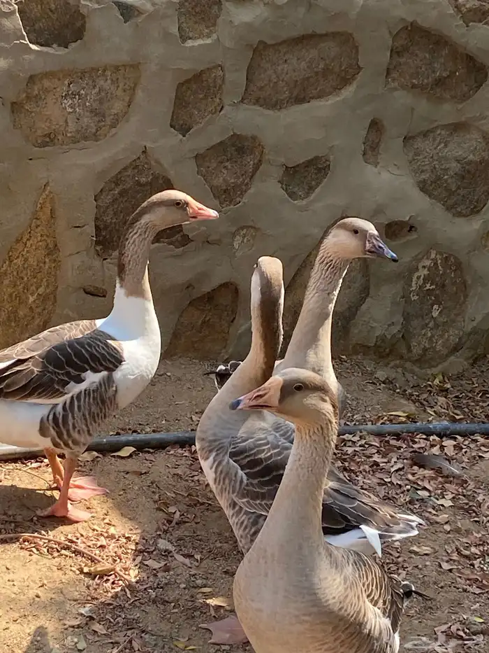 وز عراقي جامبو 1