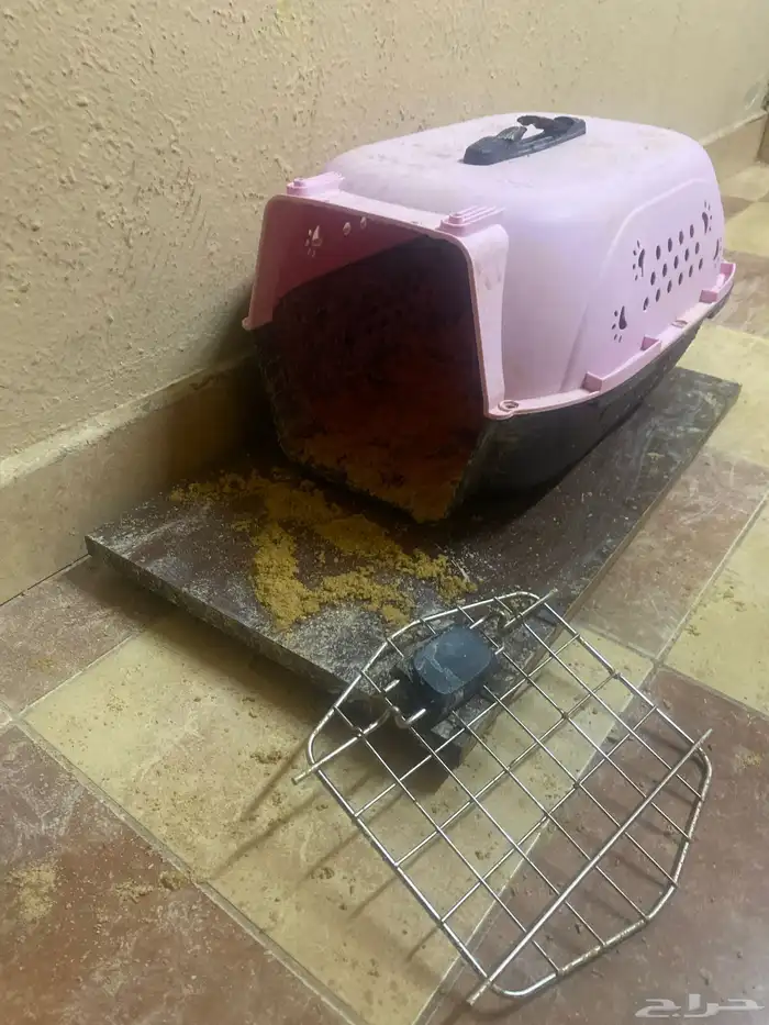 أرنب للبيع على السوم 2