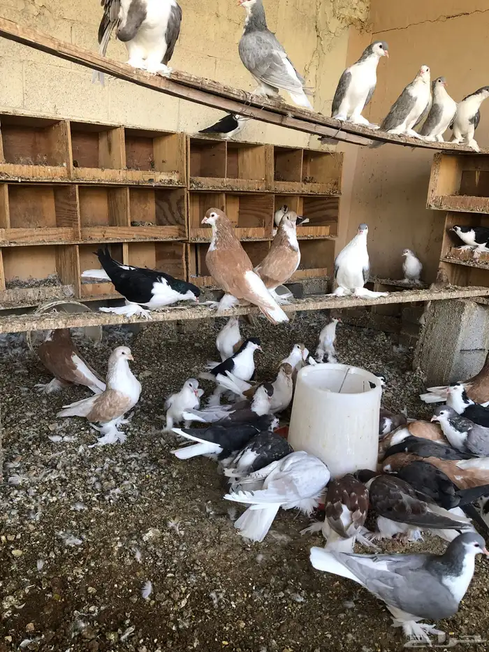 شيرازي للبيع 0