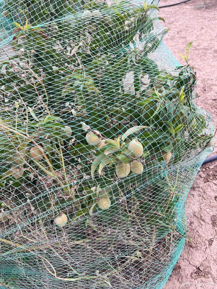 استراحة بضيافة خاصه ومزرعة في الحمرة ظهران الجنوب 23