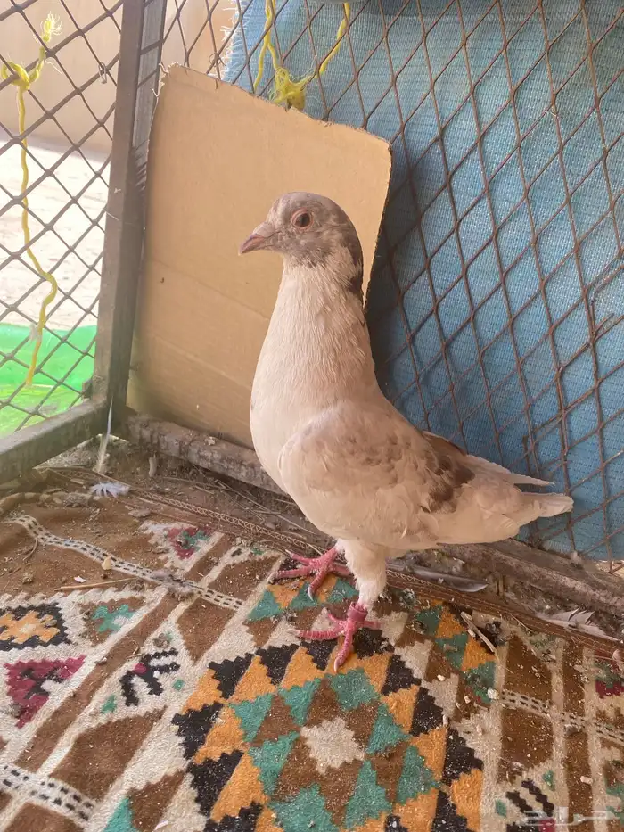 جوز اللبيع شرط صحه 1