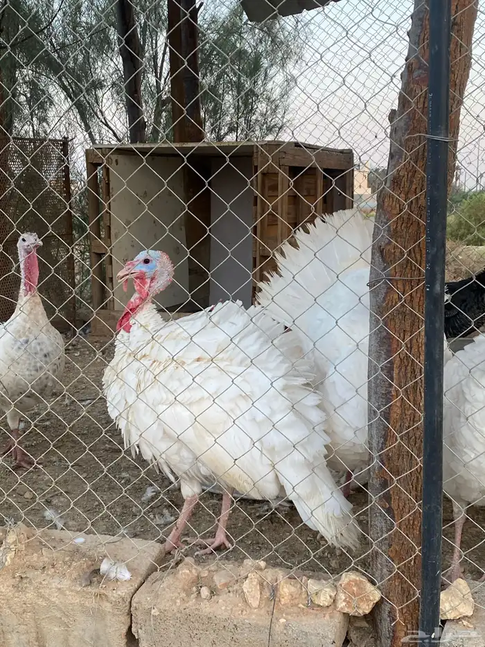 ديوك رومي 0