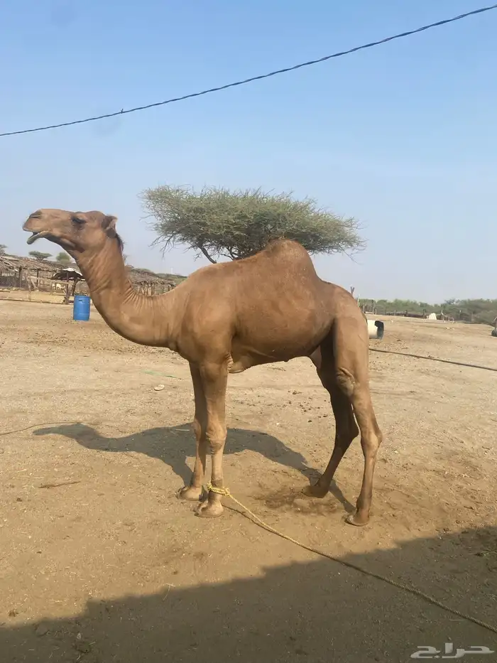 مشروح فحل كفوو 0