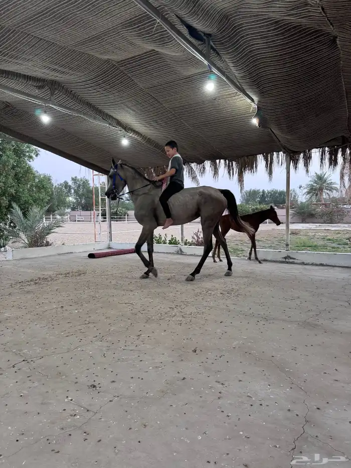 فرسةمع مهرة 0
