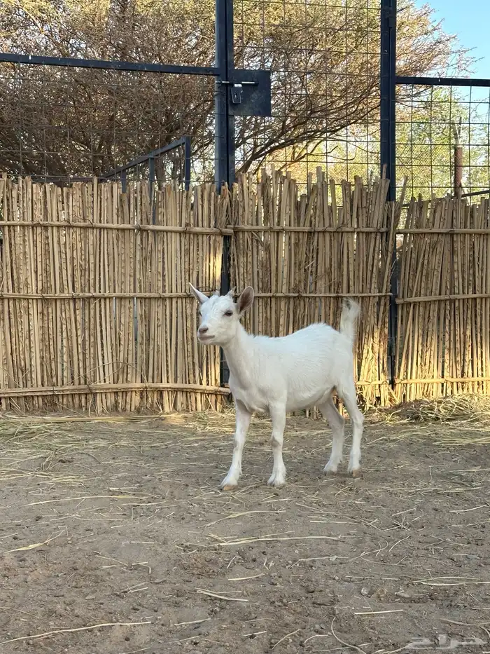 مراح ماعز قزم 0