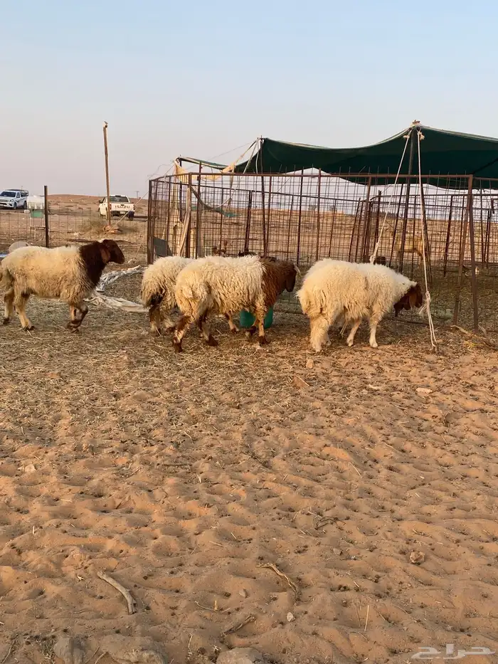 بهم نعيم هرافي 0