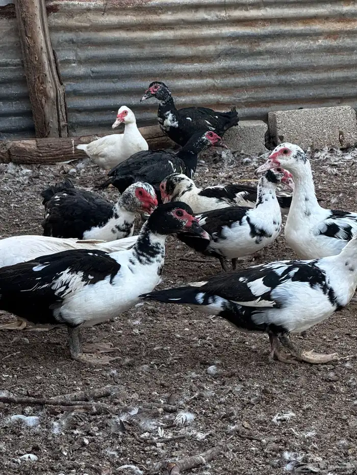 للبيع بط مسكوفي بدايه بيض 0