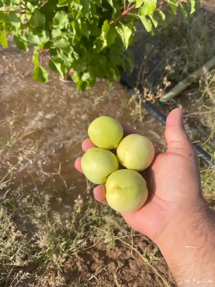 استراحة بضيافة خاصه ومزرعة في الحمرة ظهران الجنوب 49