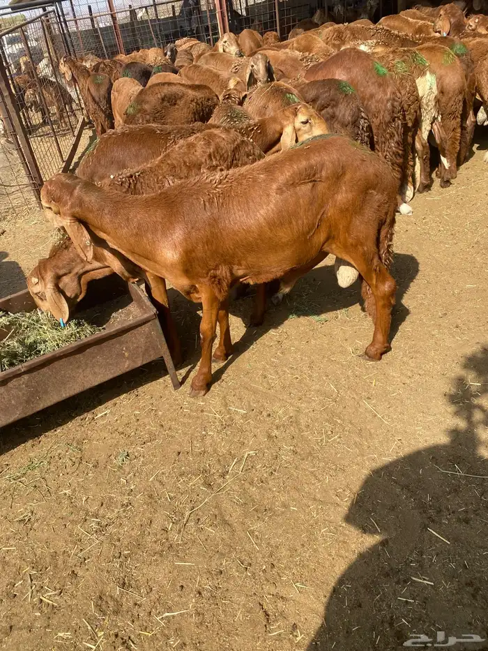طليان سواكن حمر 3