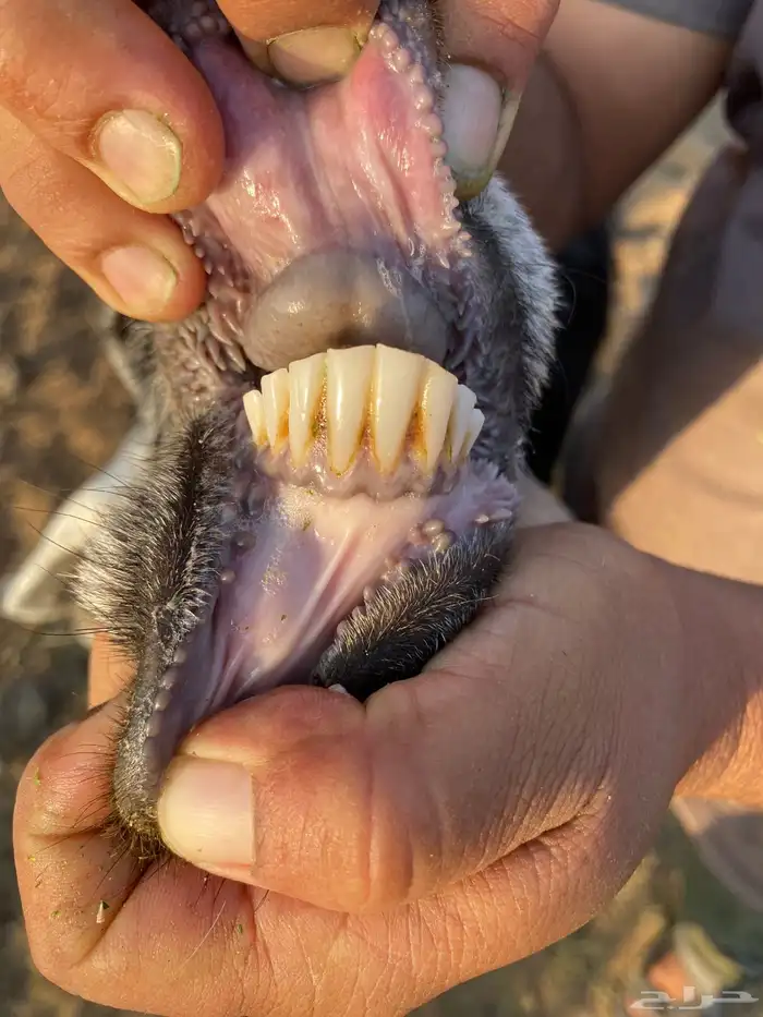 معزا عوارض 3