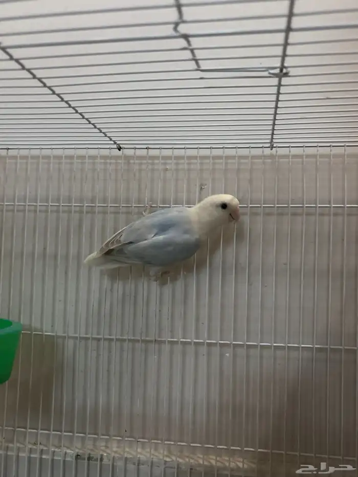 روز ذكر جاهز حق الإنتاج 3