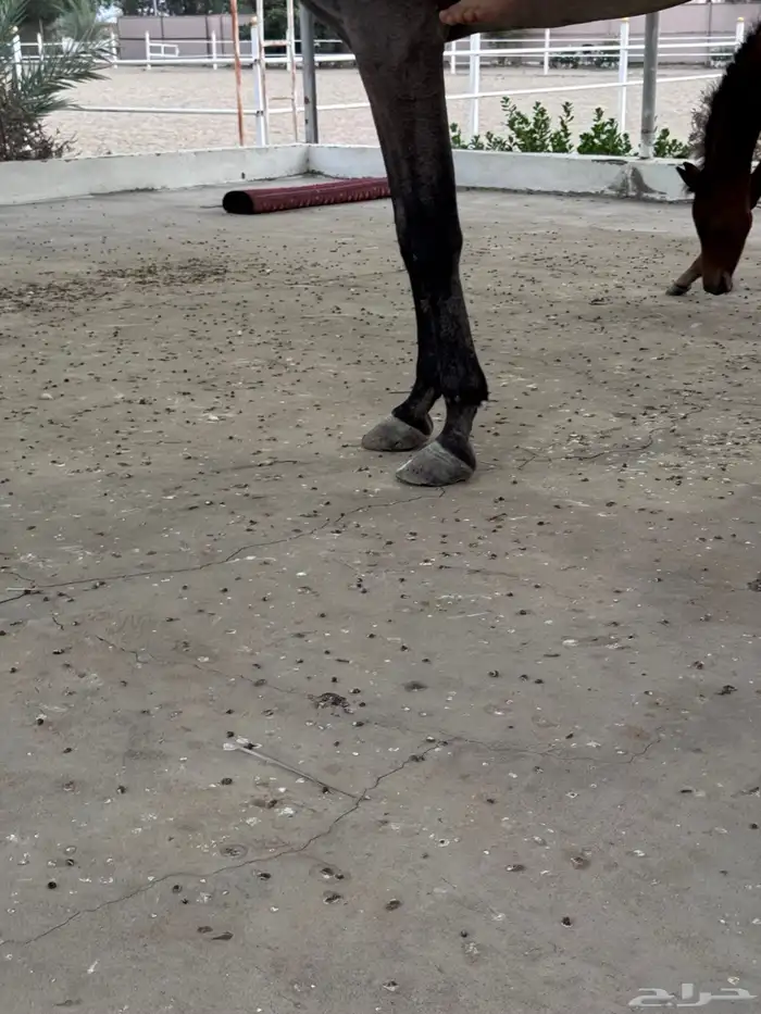 فرسةمع مهرة 3