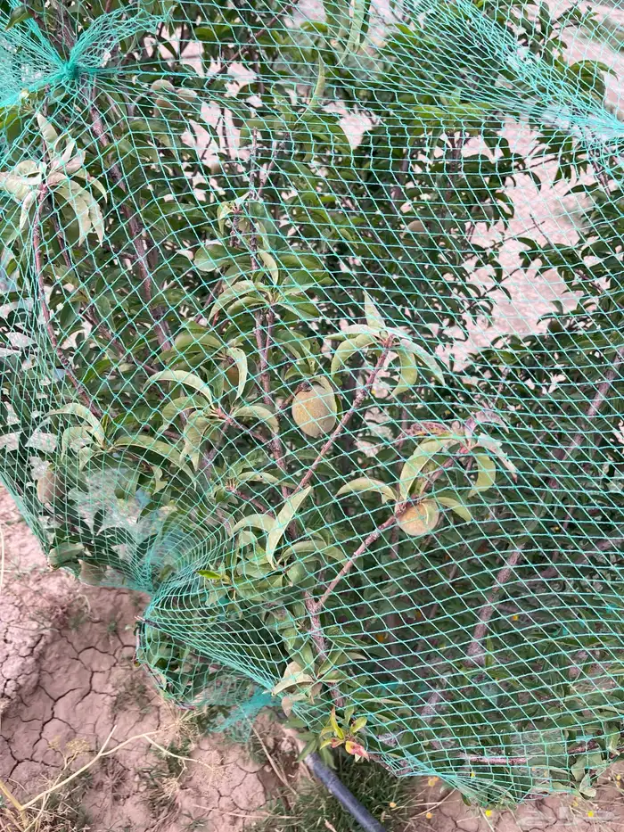 استراحة بضيافة خاصه ومزرعة في الحمرة ظهران الجنوب 24