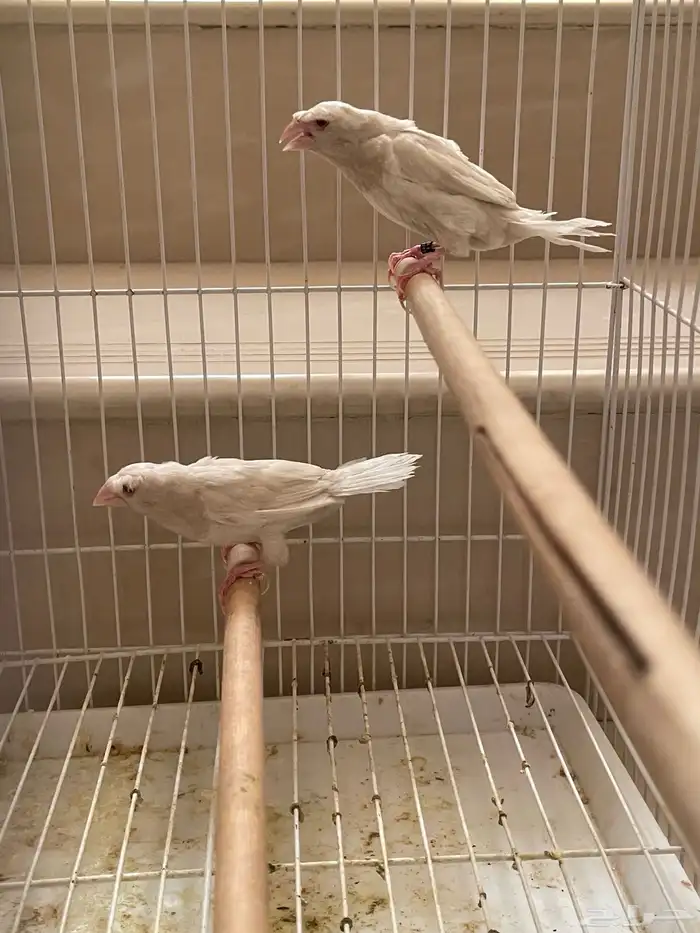 بنقليز كرست طفرة 0