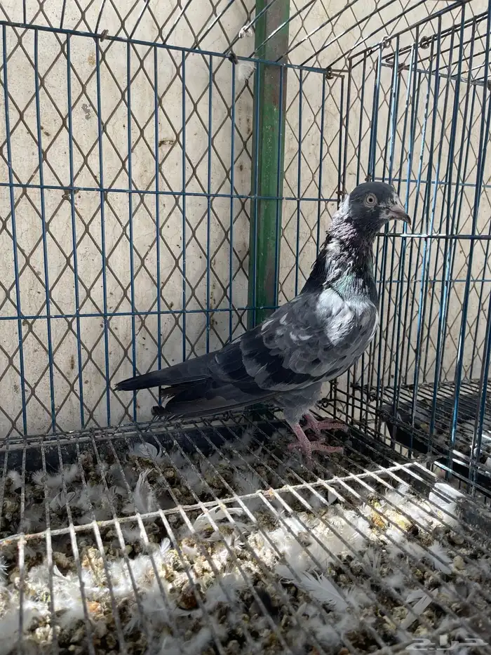 الحمام الطيار 2
