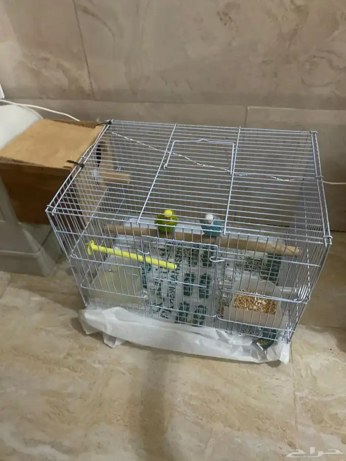 زوج بادجي للبيع مع القفص 1