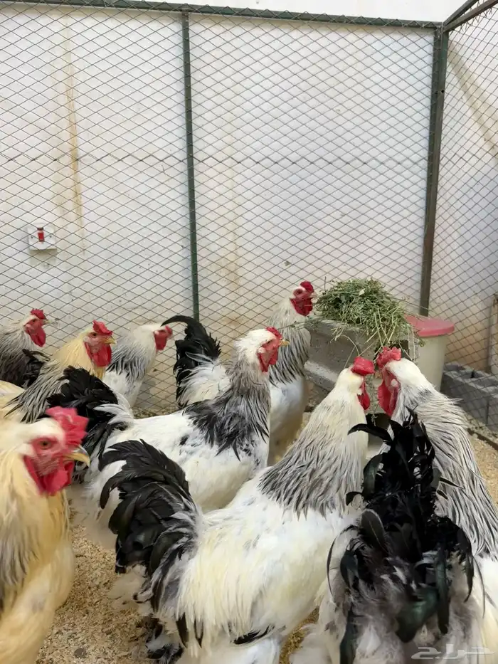 ديك براهما كولمبي 3