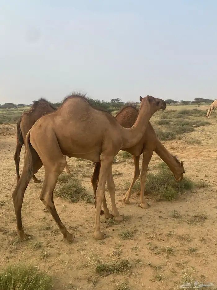 قعدان بلدي كفوو 4