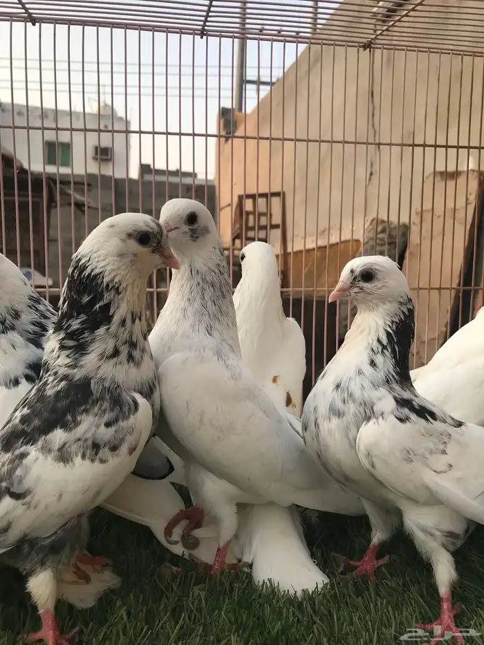 حمام قطايف للبيع المستعجل 4
