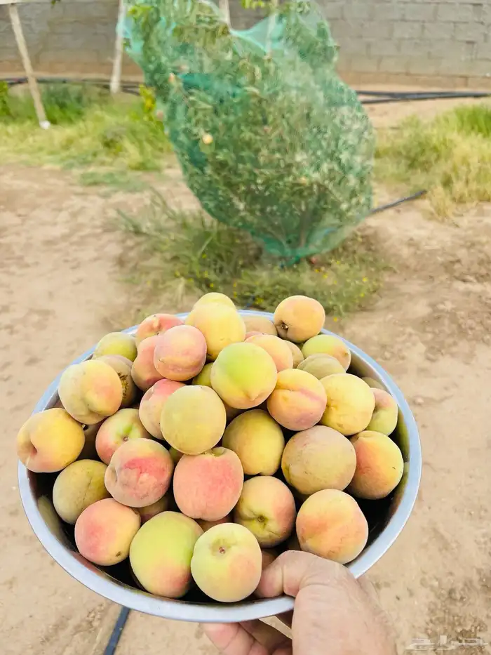 استراحة بضيافة خاصه ومزرعة في الحمرة ظهران الجنوب 43