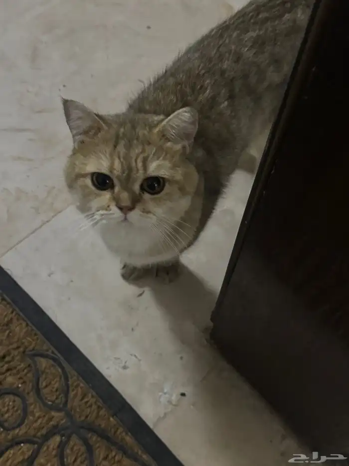 بسه بريتش شورت هير للتبنيي 2