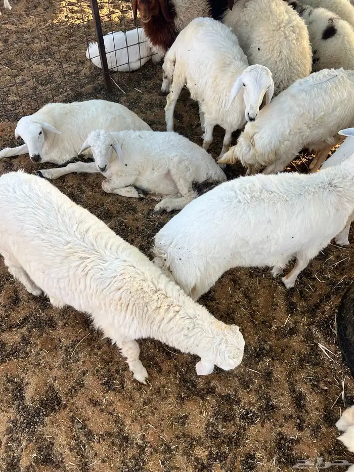 ذبايح ذبيحه ذبائح 0
