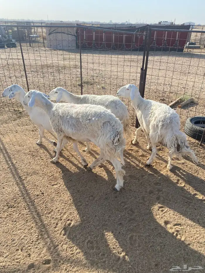 البيع غنم حريات العدد 4 0