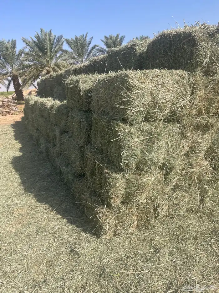 اعلاف بلوبنك شد ووزن 1