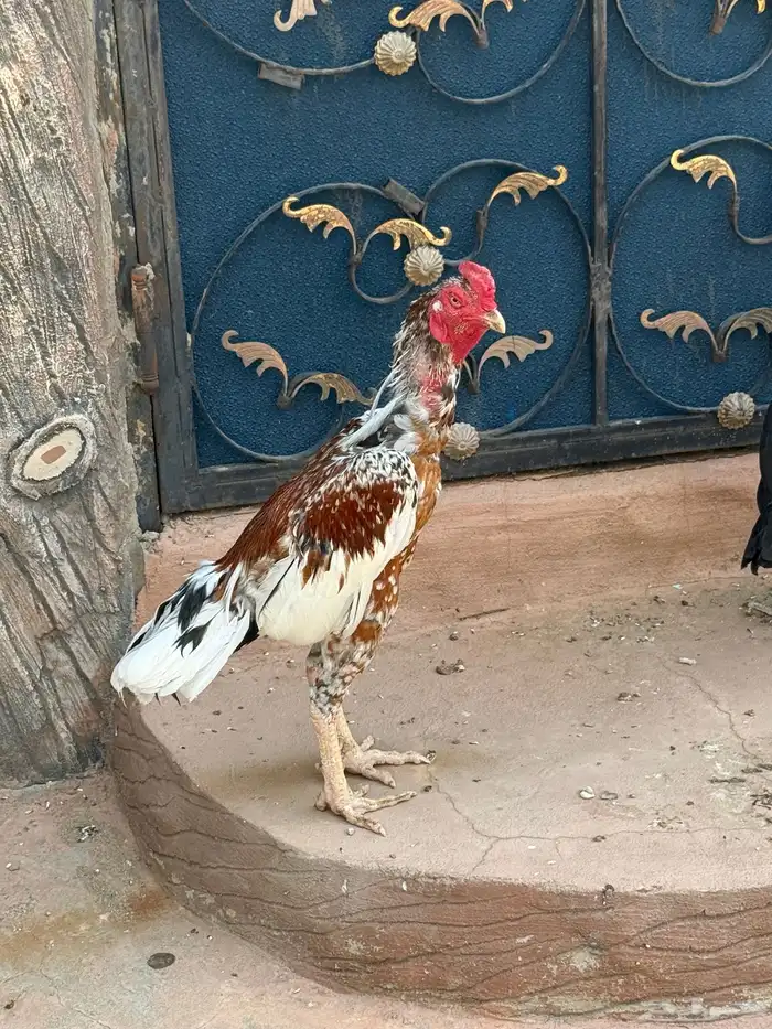 ديك ودجاجتين سنود بيور 2