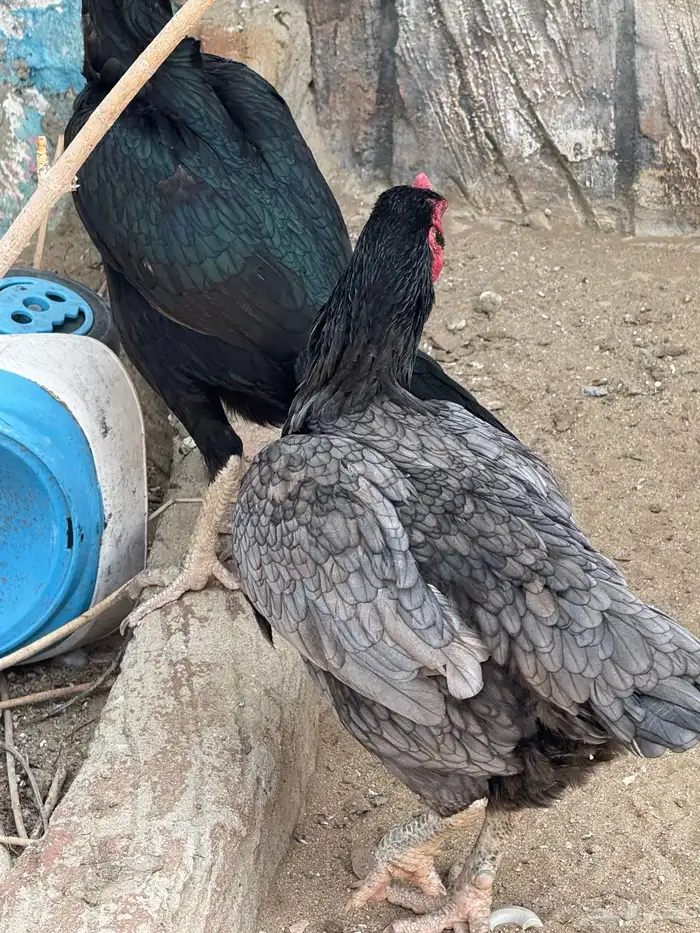 ديك ودجاجتين سنود بيور 8