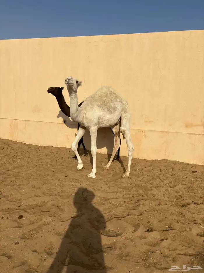 قعدان كفو 2