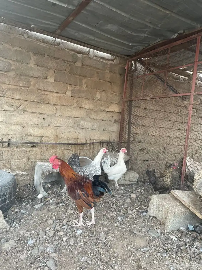 دجاج للبيع 2