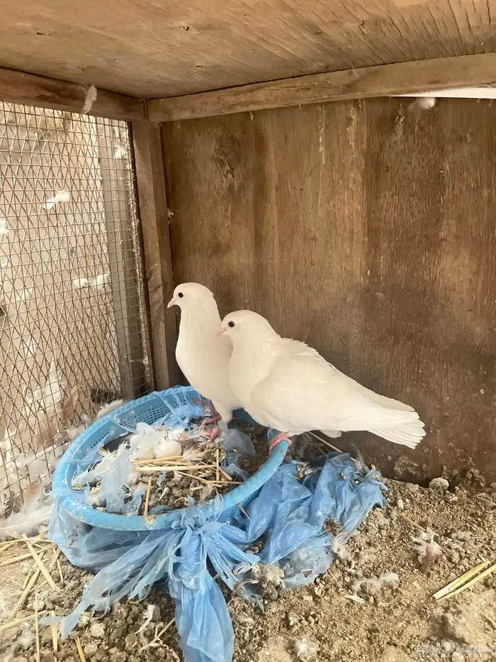 للبيع زوج صنعاني ابيض صك 0