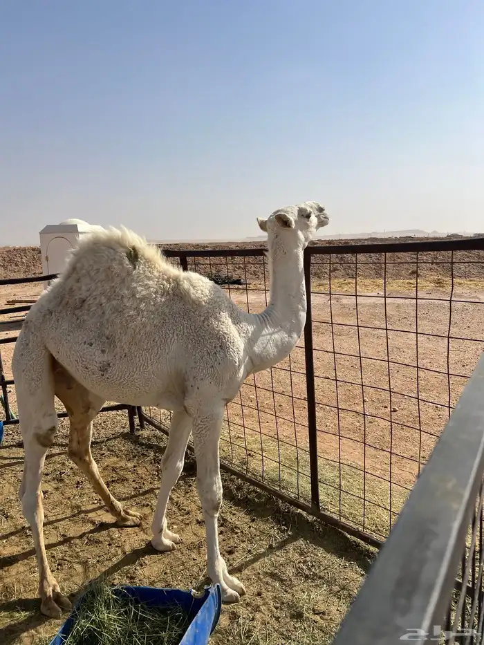 قعود مفرود الرياض 1