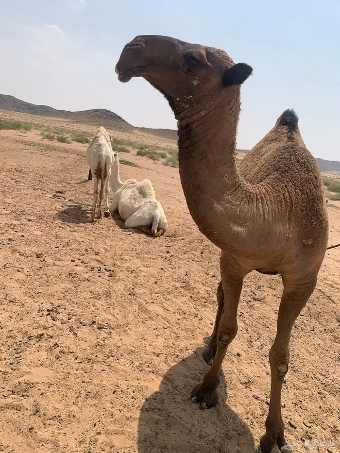 بكره صفرا حقه 0