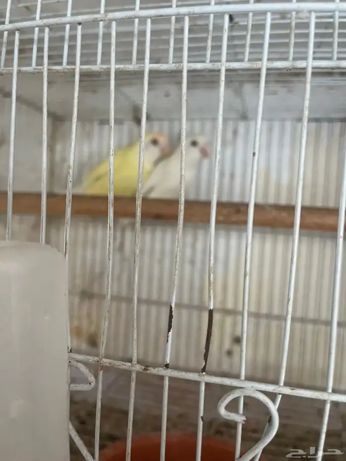 جواز روز مع فروخ 0