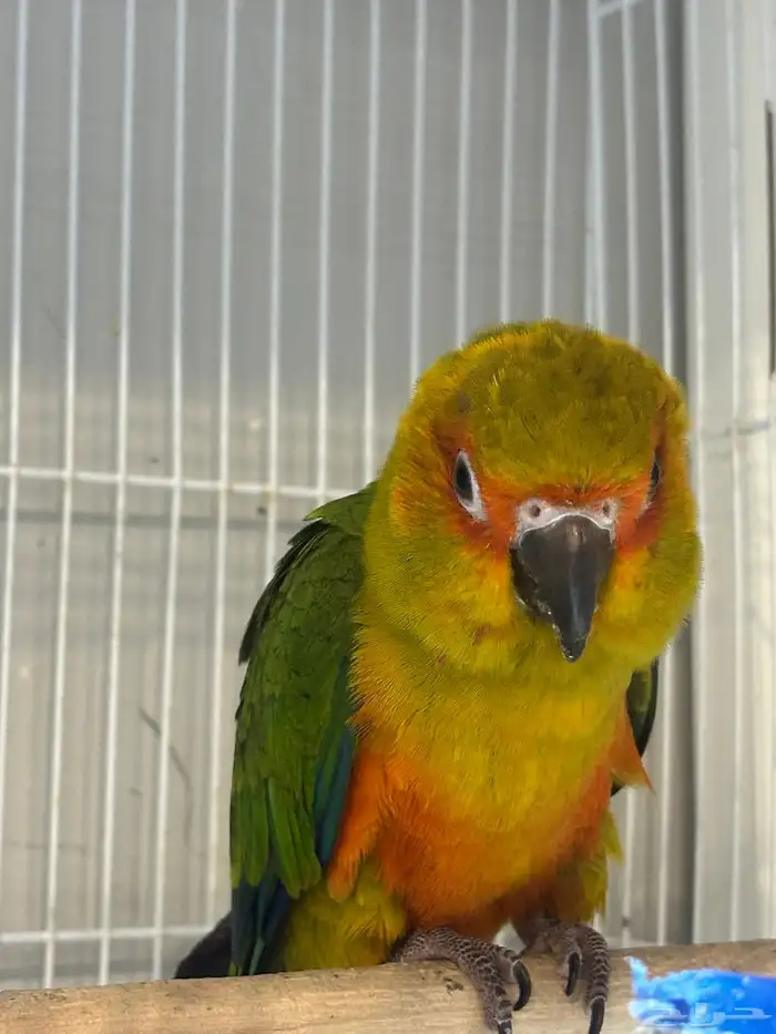 صن كنيور اليف جده - صحه على الشرط 0