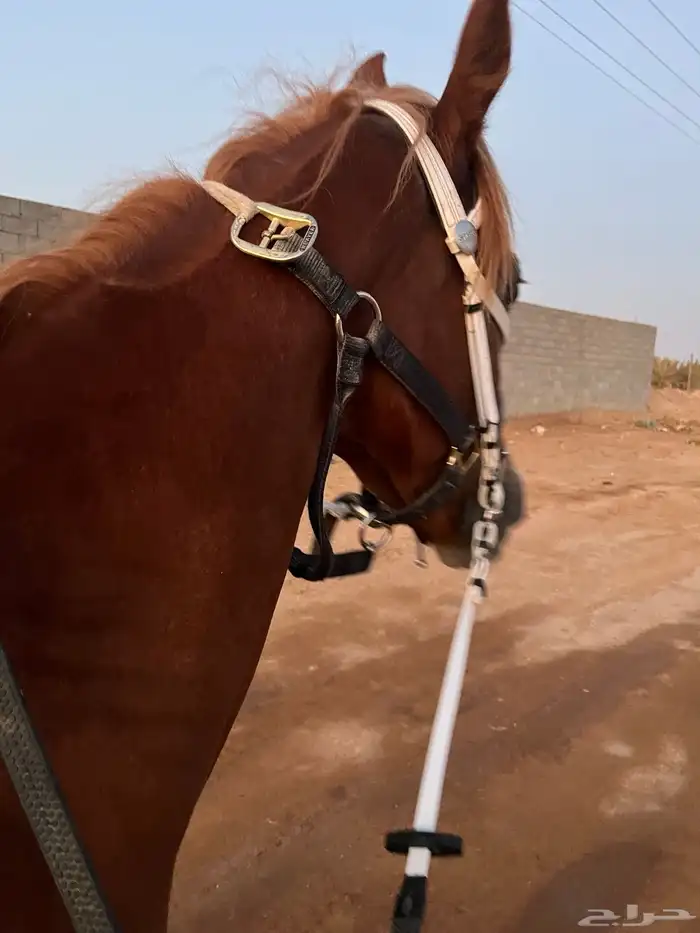 مهر واهو 4