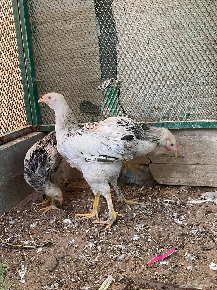 دجاج براهما 1